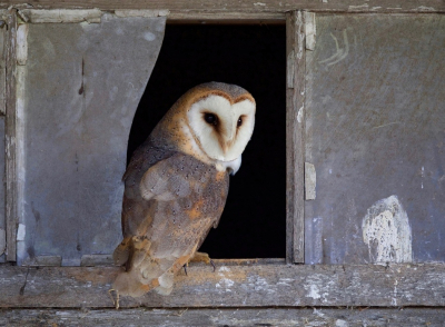 Bird picture: Tyto alba / Kerkuil / Western Barn Owl