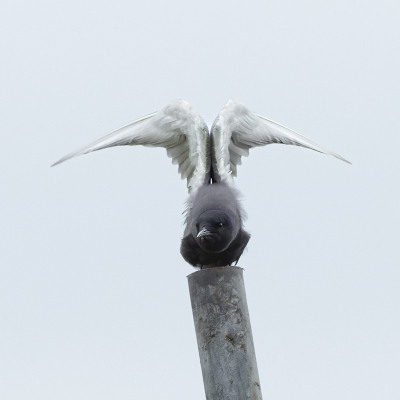 Bird picture: Chlidonias niger / Zwarte Stern / Black Tern