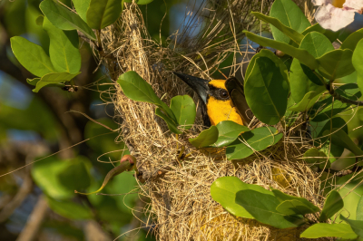 <i class='fa fa-user'></i> wouterroepel |   Gele Troepiaal  <i class='fa fa-eye'> 102</i>  <i class='fa fa-thumbs-up'> 1</i>   <i class='fa fa-comment-o'> 20</i>