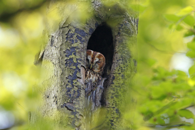 <i class='fa fa-user'></i> Gejo Wassink |   Bosuil  <i class='fa fa-eye'> 188</i>  <i class='fa fa-thumbs-up'> 14</i>   <i class='fa fa-comment-o'> 24</i>