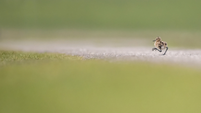 <i class='fa fa-user'></i> Bert Ooms |   Grutto  <i class='fa fa-eye'> 699</i>  <i class='fa fa-thumbs-up'> 58</i>   <i class='fa fa-comment-o'> 31</i>