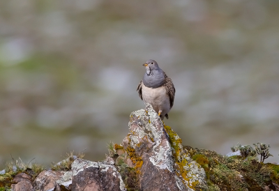Bird picture: Thinocorus orbignyianus / Punakwartelsnip / Grey-breasted Seedsnipe