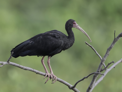 <i class='fa fa-user'></i> Paul van Giersbergen |   Maskeribis  <i class='fa fa-eye'> 150</i>   <i class='fa fa-comment-o'> 2</i>
