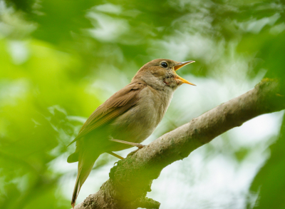 <i class='fa fa-user'></i> GeertN |   Nachtegaal  <i class='fa fa-eye'> 88</i>   <i class='fa fa-comment-o'> 19</i>