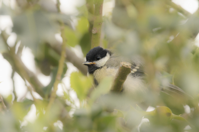 <i class='fa fa-user'></i> Wil Doorn-Meijne |   Koolmees  <i class='fa fa-eye'> 98</i>  <i class='fa fa-thumbs-up'> 5</i>   <i class='fa fa-comment-o'> 21</i>