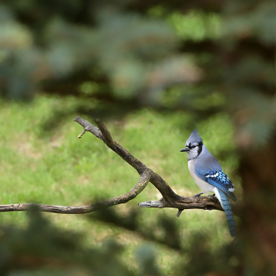 <i class='fa fa-user'></i> jan Luit |   Blauwe Gaai  <i class='fa fa-eye'> 99</i>  <i class='fa fa-thumbs-up'> 2</i>   <i class='fa fa-comment-o'> 23</i>