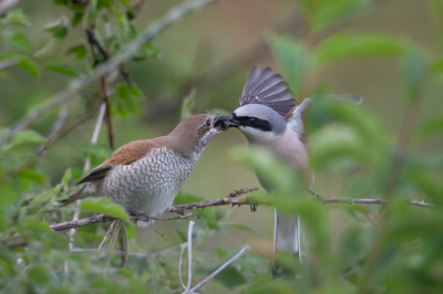 <i class='fa fa-user'></i> anevanrees |   Grauwe Klauwier  <i class='fa fa-eye'> 123</i>  <i class='fa fa-thumbs-up'> 5</i>   <i class='fa fa-comment-o'> 21</i>