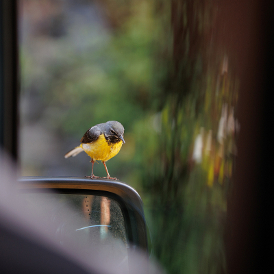 <i class='fa fa-user'></i> Erik van Ark |   Grote Gele Kwikstaart  <i class='fa fa-eye'> 95</i>  <i class='fa fa-thumbs-up'> 1</i>   <i class='fa fa-comment-o'> 19</i>