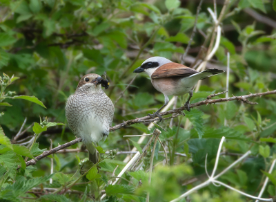 Bird picture: Lanius collurio / Grauwe Klauwier / Red-backed Shrike