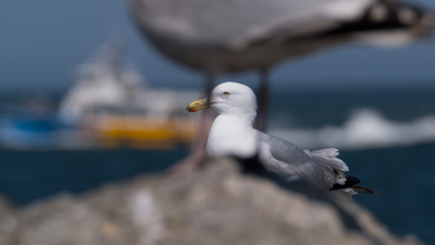 <i class='fa fa-user'></i> Gert-Jan Cromwijk |   Zilvermeeuw  <i class='fa fa-eye'> 144</i>  <i class='fa fa-thumbs-up'> 8</i>   <i class='fa fa-comment-o'> 23</i>