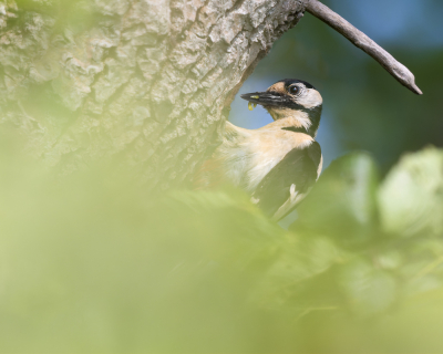 <i class='fa fa-user'></i> Katoo |   Grote Bonte Specht  <i class='fa fa-eye'> 91</i>  <i class='fa fa-thumbs-up'> 1</i>   <i class='fa fa-comment-o'> 22</i>