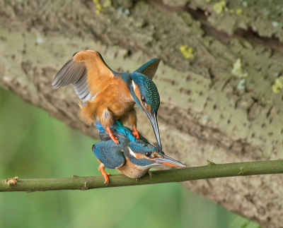 Hemelvaartsdag een ochtend bij de Ijsvogels gekeken vanuit een schuilhut. Ik heb mij verdiept in de soort, dus kon wel ongeveer uitrekenen nadat ze gingen broeden wanneer de jongen zouden uitvliegen.
De jongen waren net een paar dagen eerder uitgevlogen en ze waren al weer druk met paren.