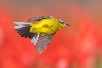 <i class='fa fa-user'></i> Katoo |   Gele Kwikstaart  <i class='fa fa-eye'> 332</i>  <i class='fa fa-thumbs-up'> 34</i>   <i class='fa fa-comment-o'> 19</i>