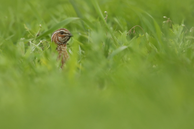 <i class='fa fa-user'></i> thijsglastra |   Kwartel  <i class='fa fa-eye'> 379</i>  <i class='fa fa-thumbs-up'> 19</i>   <i class='fa fa-comment-o'> 23</i>