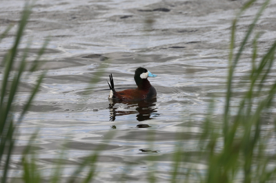 <i class='fa fa-user'></i> hjstukker |   Rosse Stekelstaart  <i class='fa fa-eye'> 97</i>   <i class='fa fa-comment-o'> 20</i>