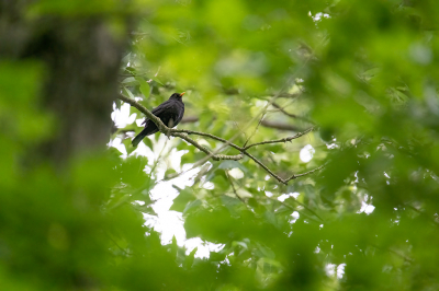 <i class='fa fa-user'></i> kevinhollmann |   Merel  <i class='fa fa-eye'> 98</i>  <i class='fa fa-thumbs-up'> 1</i>   <i class='fa fa-comment-o'> 23</i>