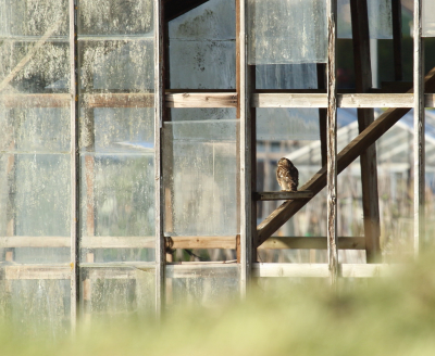 <i class='fa fa-user'></i> rixte |   Steenuil  <i class='fa fa-eye'> 102</i>  <i class='fa fa-thumbs-up'> 2</i>   <i class='fa fa-comment-o'> 21</i>