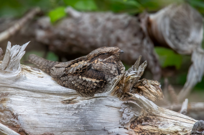 <i class='fa fa-user'></i> pjvantuil |   Nachtzwaluw  <i class='fa fa-eye'> 434</i>  <i class='fa fa-thumbs-up'> 25</i>   <i class='fa fa-comment-o'> 12</i>