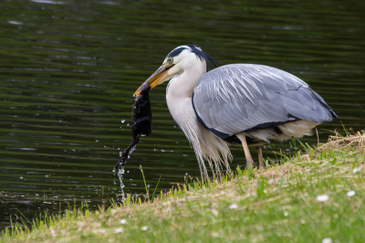 Na een rondje wandelenop het Kwakelpad, langzaam weer richting huis aan het fietsen tot ik langs de weg ineens dit tafareel zag. Stoppen camera erbij en klikken maar. Zielig voor het meerkoet jong, maar de ouders leken er niet veel van te merken, zaten een stuk verder op met het laatste jong.