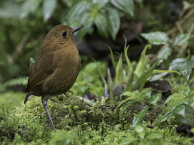 <i class='fa fa-user'></i> Paul van Giersbergen |   Rosse Mierpitta  <i class='fa fa-eye'> 111</i>   <i class='fa fa-comment-o'> 1</i>