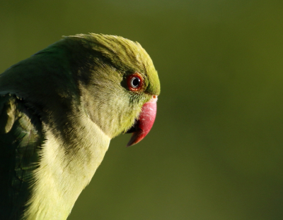 Regelmatig komt er een halsbandparkiet in de tuin. Ze zitten dan vaak voor het raam en laten zich dus over het algemeen aardig goed fotograferen. Hier stond de zon al laag en scheen mooi op de kop van de parkiet.