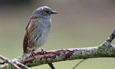 De heggenmus! Wie kent ze niet!  Toch ook wel een mooi vogeltje om te fotograferen al zittend op een tak