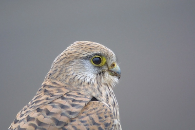 Deze torenvalk kwam 2 meter van onze auto af zitten.
vandaar deze close-up.
Dit is tevens mijn eerste foto op birdpix