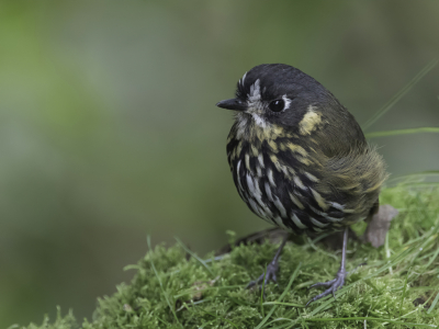 <i class='fa fa-user'></i> Paul van Giersbergen |   Chapmans Dwergmierpitta  <i class='fa fa-eye'> 130</i>  <i class='fa fa-thumbs-up'> 4</i>   <i class='fa fa-comment-o'> 2</i>