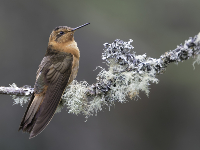 <i class='fa fa-user'></i> Paul van Giersbergen |   Koperglanskolibrie  <i class='fa fa-eye'> 148</i>  <i class='fa fa-thumbs-up'> 17</i>   <i class='fa fa-comment-o'> 8</i>