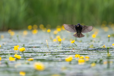 <i class='fa fa-user'></i> kevinhollmann |   Spreeuw  <i class='fa fa-eye'> 276</i>  <i class='fa fa-thumbs-up'> 15</i>   <i class='fa fa-comment-o'> 11</i>