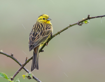 <i class='fa fa-user'></i> Hillebrand Keun |   Geelgors  <i class='fa fa-eye'> 263</i>  <i class='fa fa-thumbs-up'> 20</i>   <i class='fa fa-comment-o'> 10</i>