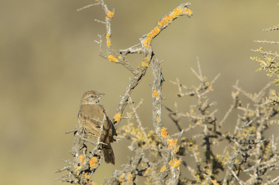<i class='fa fa-user'></i> Martjan Lammertink |   Patagonische Canastero  <i class='fa fa-eye'> 137</i>  <i class='fa fa-thumbs-up'> 4</i>   <i class='fa fa-comment-o'> 2</i>