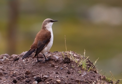 <i class='fa fa-user'></i> charlysax |   Witbuikwipstaart  <i class='fa fa-eye'> 126</i>  <i class='fa fa-thumbs-up'> 2</i>   <i class='fa fa-comment-o'> 4</i>