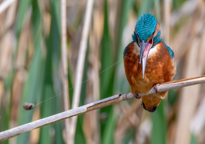 De IJsvogel kwam regelmatig een bezoekje brengen en liet ook wat rest afval achter wat dan weer een leuk plaatje opleverde