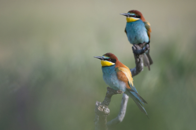 <i class='fa fa-user'></i> Hans Overduin |   Bijeneter  <i class='fa fa-eye'> 344</i>  <i class='fa fa-thumbs-up'> 16</i>   <i class='fa fa-comment-o'> 6</i>