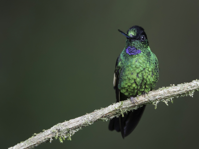 <i class='fa fa-user'></i> Paul van Giersbergen |   Bruinvleugelincakolibrie  <i class='fa fa-eye'> 90</i>   <i class='fa fa-comment-o'> 0</i>