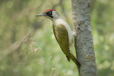 <i class='fa fa-user'></i> Vincent Vuik |   Groene Specht  <i class='fa fa-eye'> 306</i>  <i class='fa fa-thumbs-up'> 19</i>   <i class='fa fa-comment-o'> 18</i>