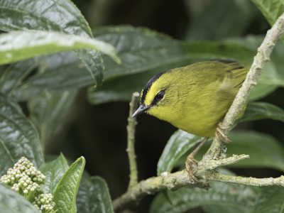 <i class='fa fa-user'></i> Paul van Giersbergen |   Zwartkuifzanger  <i class='fa fa-eye'> 112</i>   <i class='fa fa-comment-o'> 1</i>
