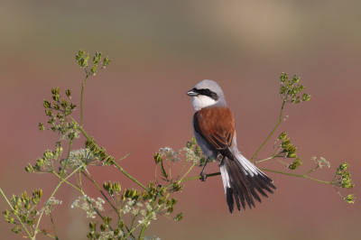 <i class='fa fa-user'></i> Henk Wiebe van der Meulen |   Grauwe Klauwier  <i class='fa fa-eye'> 397</i>  <i class='fa fa-thumbs-up'> 39</i>   <i class='fa fa-comment-o'> 13</i>