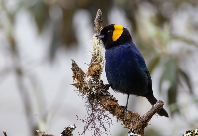 <i class='fa fa-user'></i> charlysax |   Goudbandtangare  <i class='fa fa-eye'> 108</i>  <i class='fa fa-thumbs-up'> 3</i>   <i class='fa fa-comment-o'> 4</i>