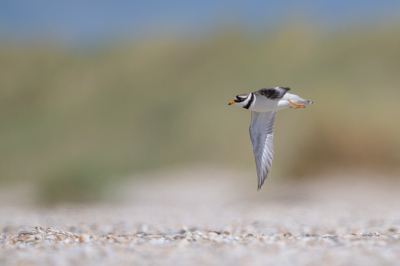 <i class='fa fa-user'></i> Hans Overduin |   Bontbekplevier  <i class='fa fa-eye'> 315</i>  <i class='fa fa-thumbs-up'> 16</i>   <i class='fa fa-comment-o'> 14</i>