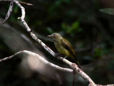 Het gebied rondom het vliegveld van Suriname is een savanne met heel veel vogels. Zonder een gids had ik nooit geweten dat er zo veel te zien was. Dit vond ik zelf een van de mooiste vogels die we daar gezien hebben.