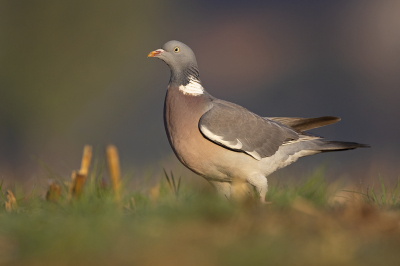 <i class='fa fa-user'></i> Luc Meert |   Houtduif  <i class='fa fa-eye'> 262</i>  <i class='fa fa-thumbs-up'> 14</i>   <i class='fa fa-comment-o'> 7</i>