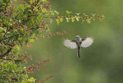 In dit gebied zitten veel verschillende Vogel soorten, maar deze viel mij op dat hij even bleef hangen voordat hij naar de tak van de struiken vloog. 
Foto is gemaakt op vrijdagmiddag 12.00 uur bij zonnig weer. Ik maak de foto's zo als het er uitziet. (Zonder extra voer en/of water). Ik wil hier de natuurlijke habitat van de vogels vastleggen.