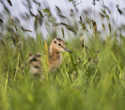 <i class='fa fa-user'></i> Bert Ooms |   Grutto  <i class='fa fa-eye'> 247</i>  <i class='fa fa-thumbs-up'> 17</i>   <i class='fa fa-comment-o'> 9</i>