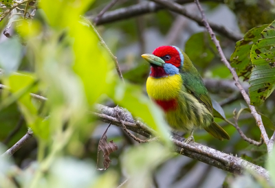 <i class='fa fa-user'></i> charlysax |   Bonte Baardvogel  <i class='fa fa-eye'> 162</i>  <i class='fa fa-thumbs-up'> 4</i>   <i class='fa fa-comment-o'> 4</i>