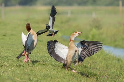 <i class='fa fa-user'></i> Vincent Vuik |   Kievit  <i class='fa fa-eye'> 234</i>  <i class='fa fa-thumbs-up'> 3</i>   <i class='fa fa-comment-o'> 16</i>