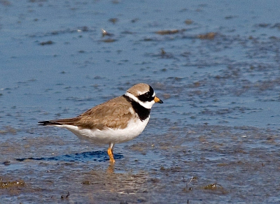 Even genieten van een mooie dag en dan dit mooie vogeltje. Dat maakt je dag altijd weer goed. canon 500mm 4.5 met 1.4 converter
ISO-SNELHEID: 400 | BELICHTINGSTIJD: 1/800s | LENSOPENING: 6.3 |