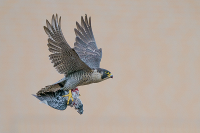 <i class='fa fa-user'></i> GeertN |   Slechtvalk  <i class='fa fa-eye'> 541</i>  <i class='fa fa-thumbs-up'> 46</i>   <i class='fa fa-comment-o'> 16</i>