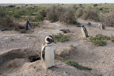 <i class='fa fa-user'></i> Martjan Lammertink |   Magelhaenpingun  <i class='fa fa-eye'> 145</i>  <i class='fa fa-thumbs-up'> 3</i>   <i class='fa fa-comment-o'> 2</i>